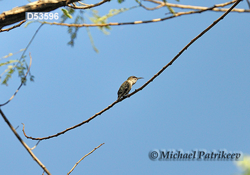 Vervain Hummingbird (Mellisuga minima)